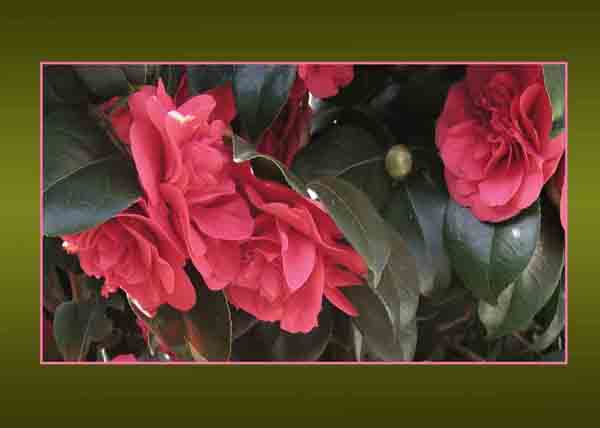 Camellia