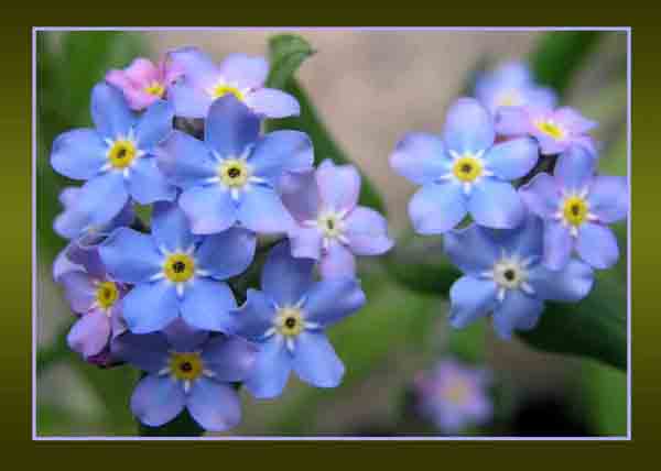 Forget-me-nots