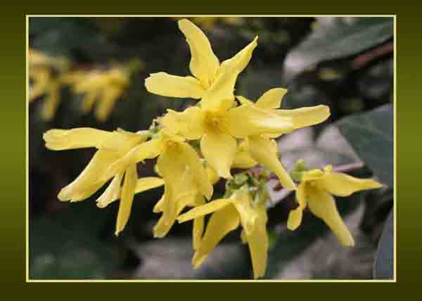 Forsythia