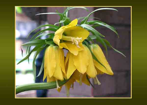 Crown Imperial