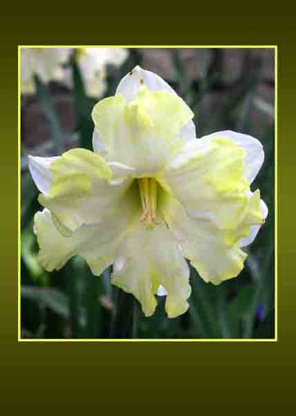 White Double Daffodil