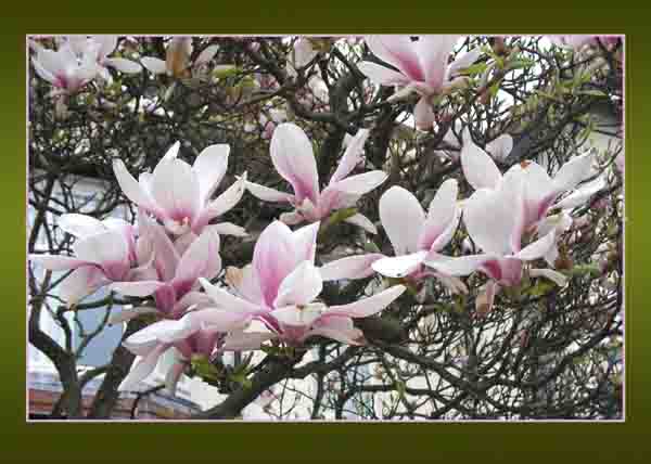 Pink Magnolia