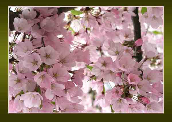 Pink Cherry Blossom