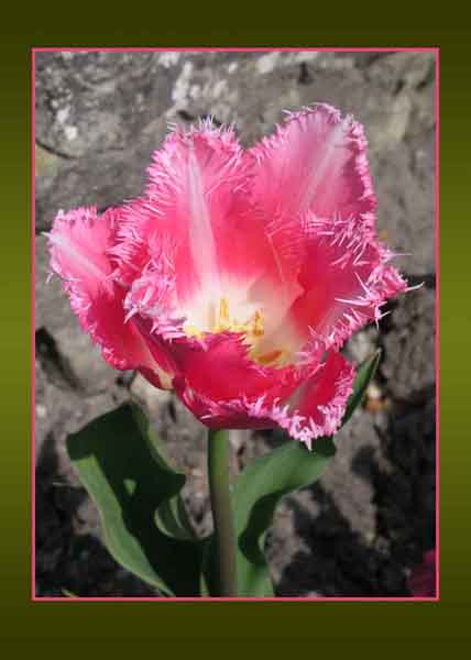 Fringed Tulip