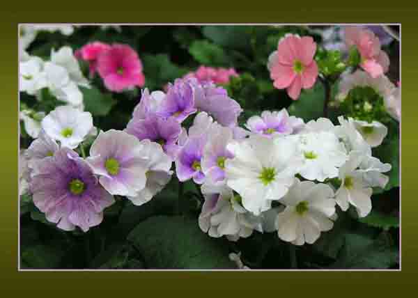 Primulas