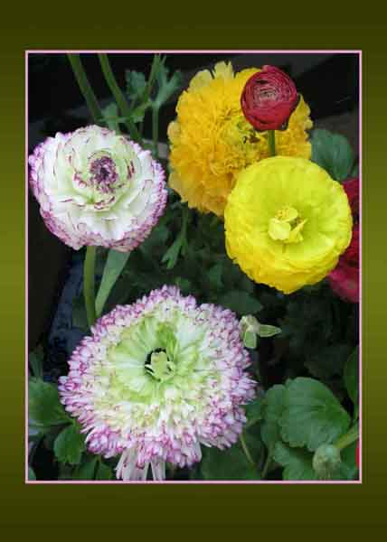 Ranunculus