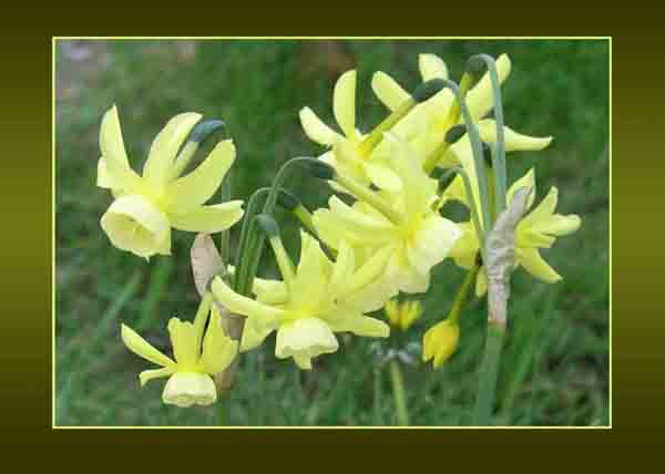 Small Daffodils