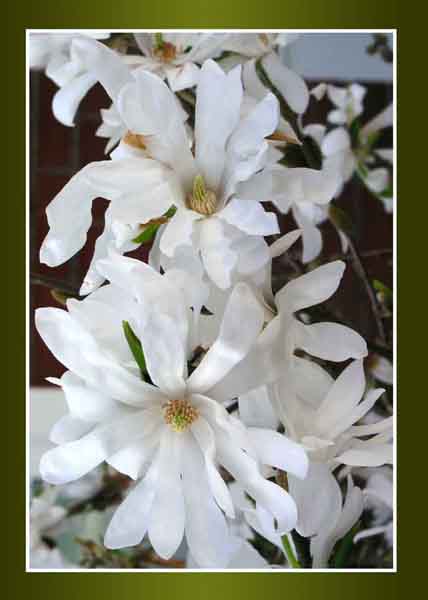 White Magnolias