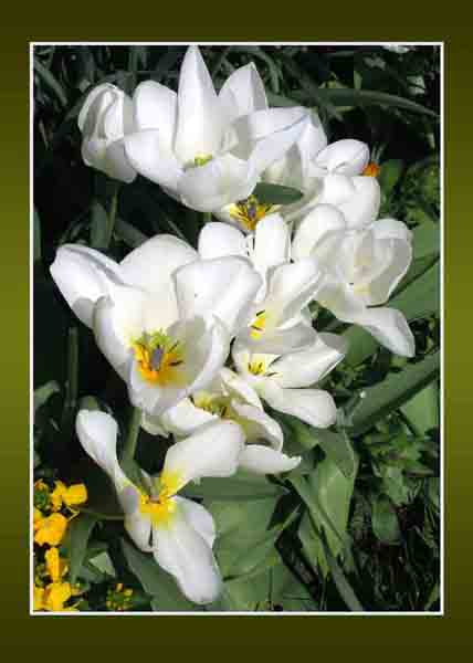 White Tulips