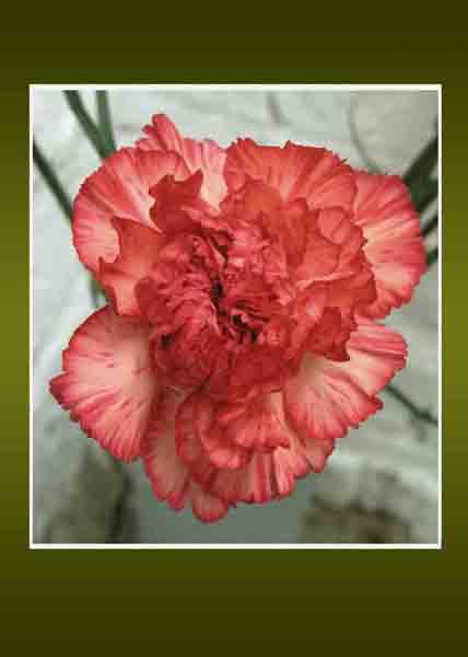 Carnation
