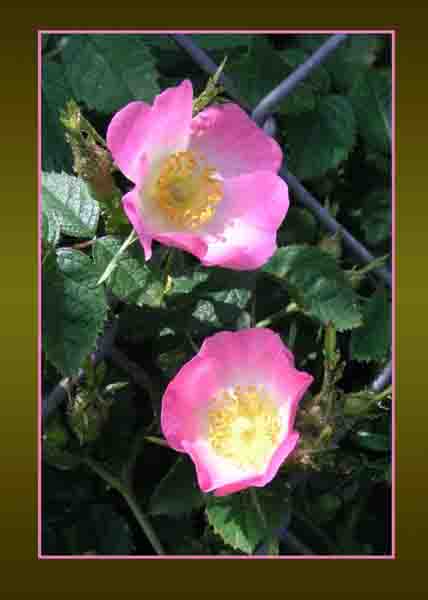 Dog Rose