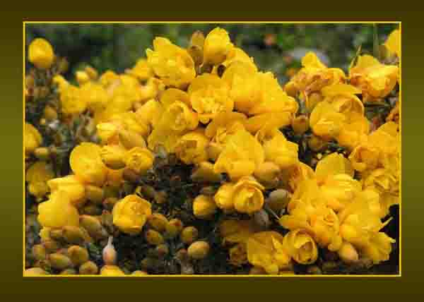 Gorse