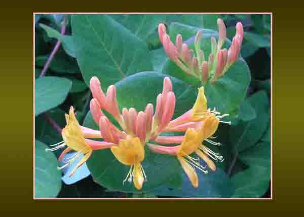 Honeysuckle