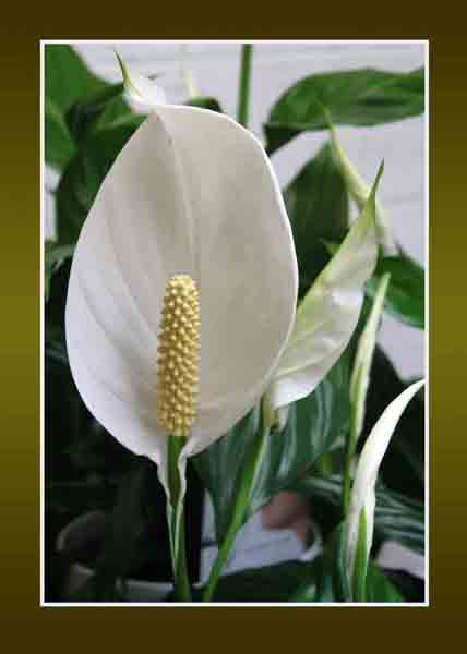 Peace lily