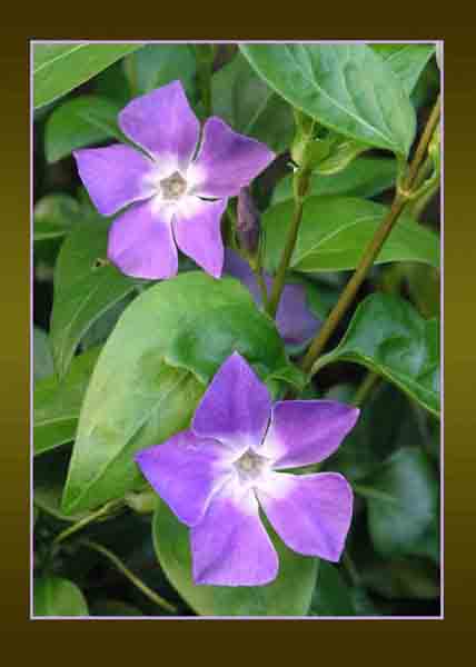 Periwinkle