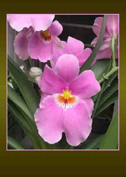 Miltonia orchid