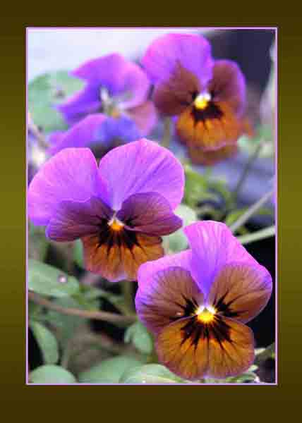 Purple Pansies