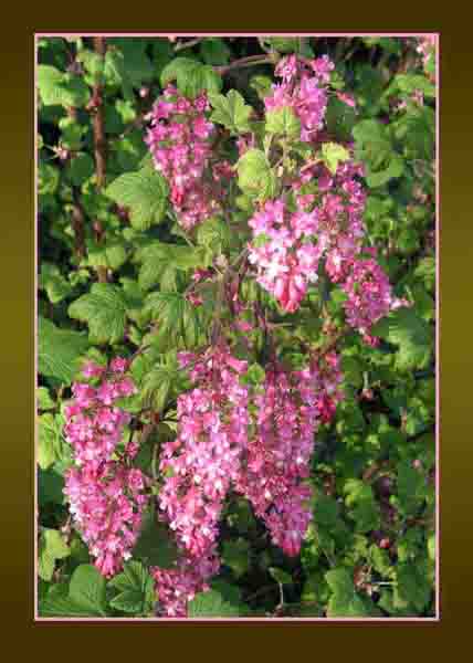 Flowering currant