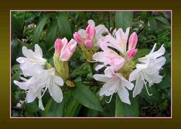 Rhododendron