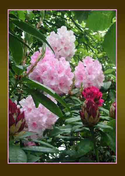Rhododendron