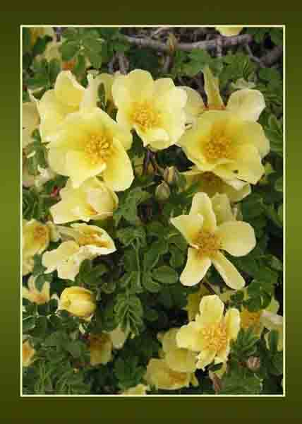 Yellow Rambling Rose