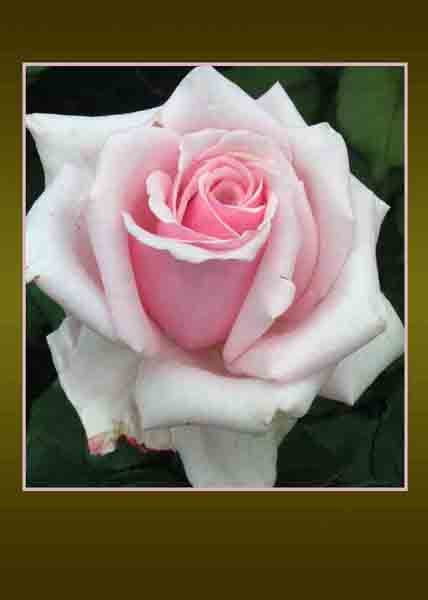 Pink rose
