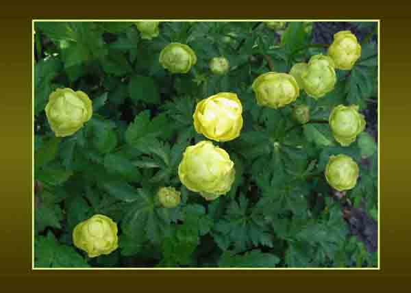 Trollius