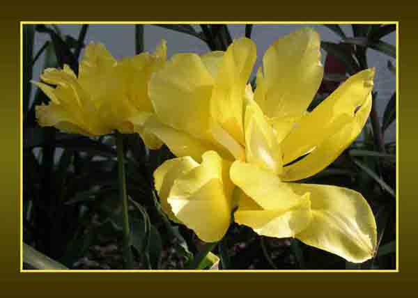 yellow tulips
