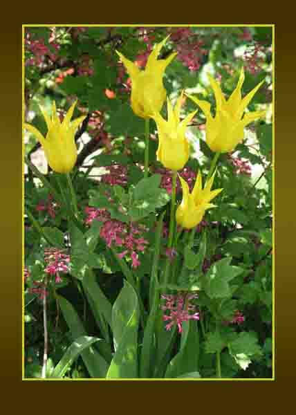 yellow tulips