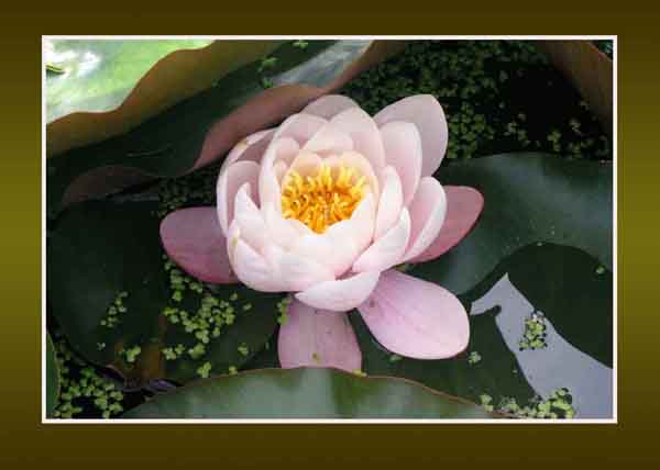 Water Lily 