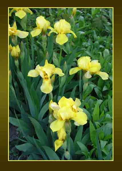 Yellow Irises