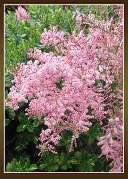 Astilbe