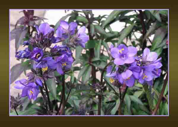 polemonium