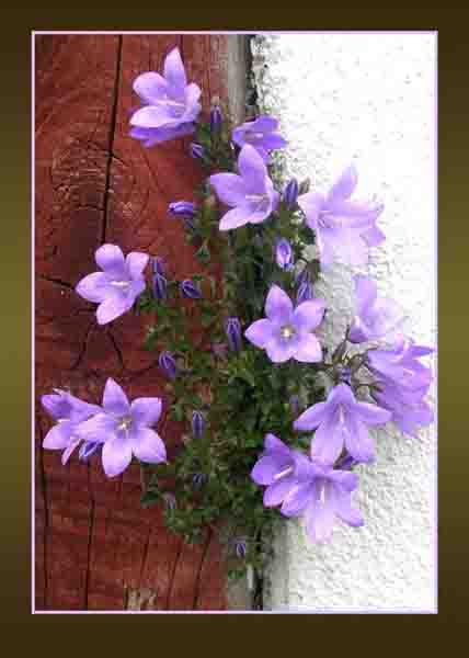 Campanula