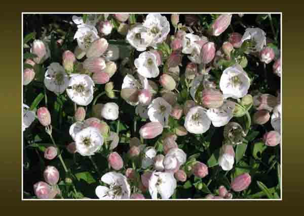 Sea Campion