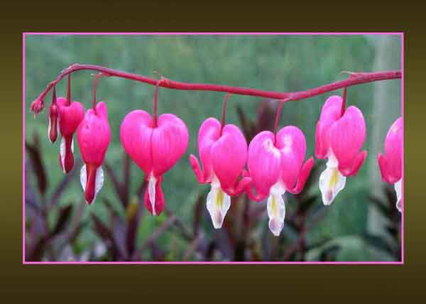 Dicentra