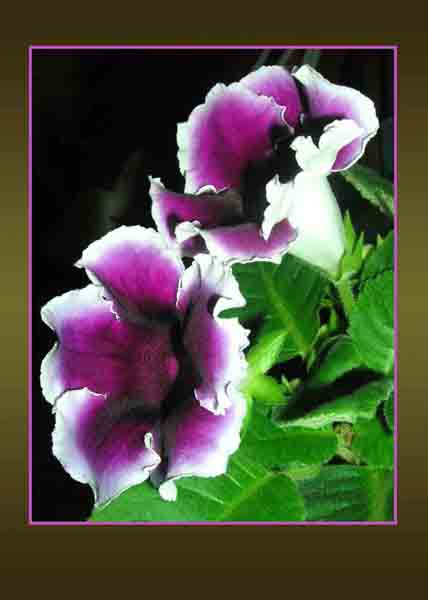 Gloxinia