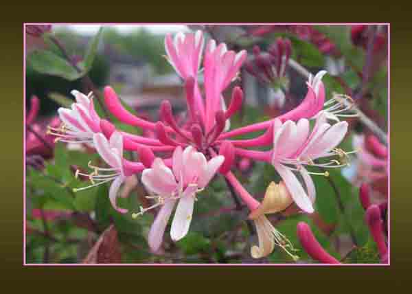 Honeysuckle
