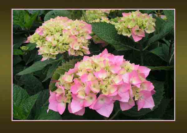 Hydrangea
