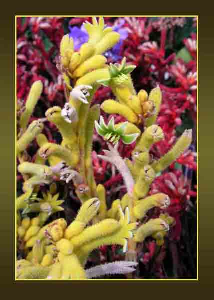 Kangaroo Paw