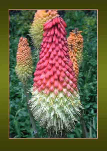 Kniphofia Red Hot Poker