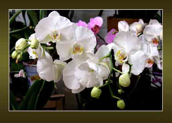 white moth orchids
