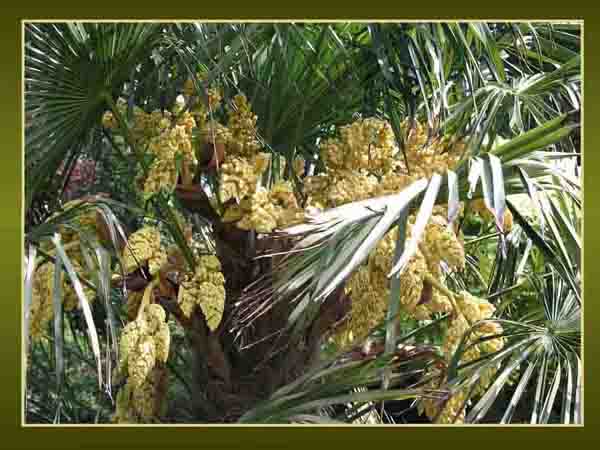 Palm Flower