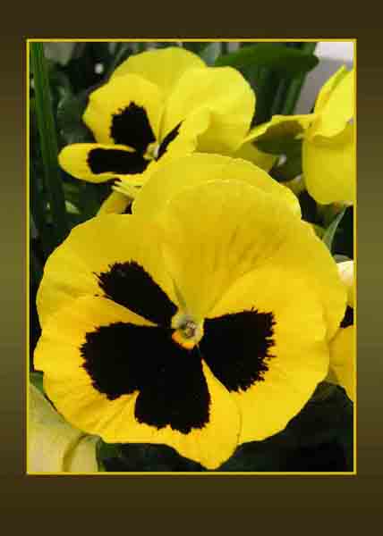 yellow pansies