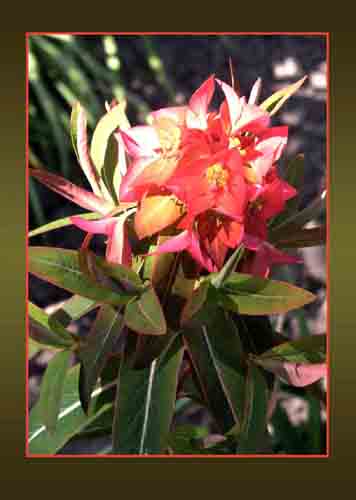 Euphorbia griffithii, Fireglow