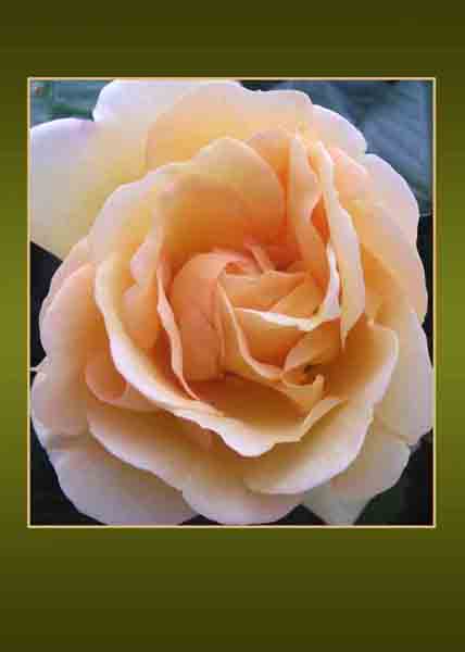 Salmon Rose