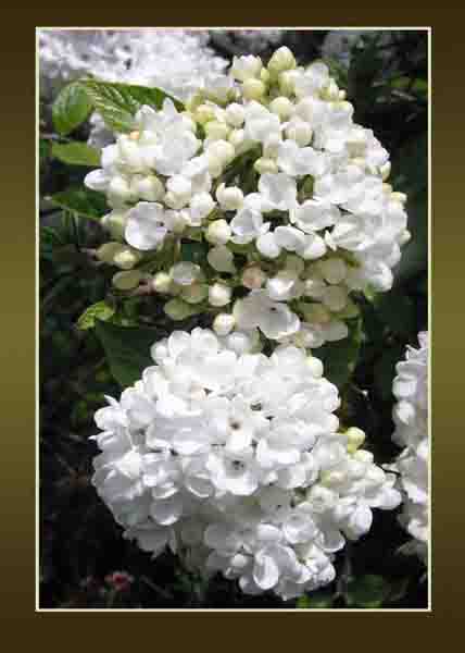 Viburnum
