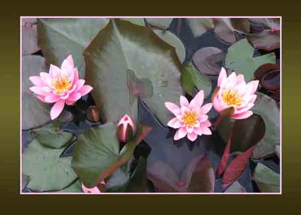 water lilies