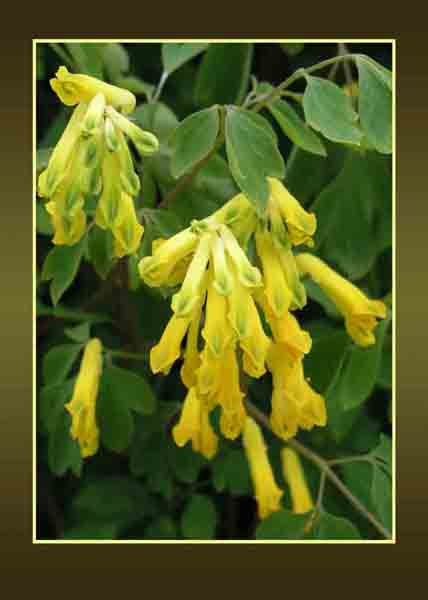 Yellow Corydalis